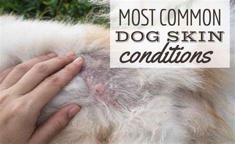 CommonSkinIssuesinDogsandTheirCauses