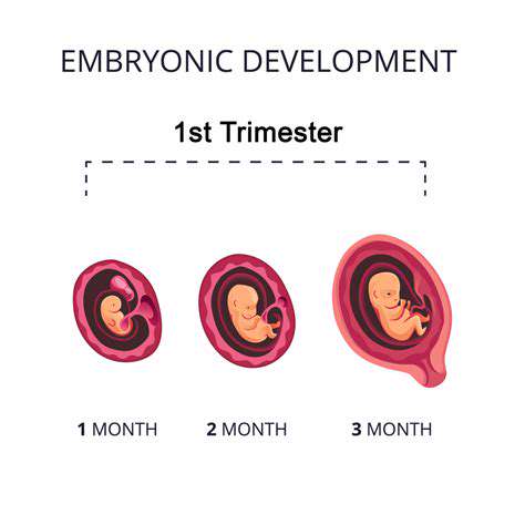 Stages of Pregnancy: A Comprehensive Guide to the Trimesters