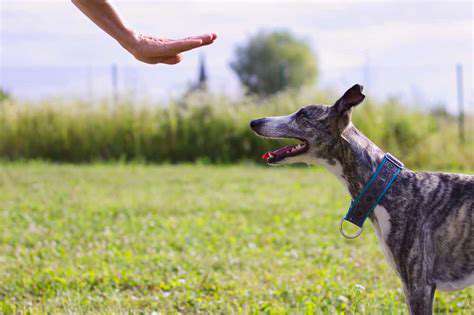TeachingYourDogtoStay