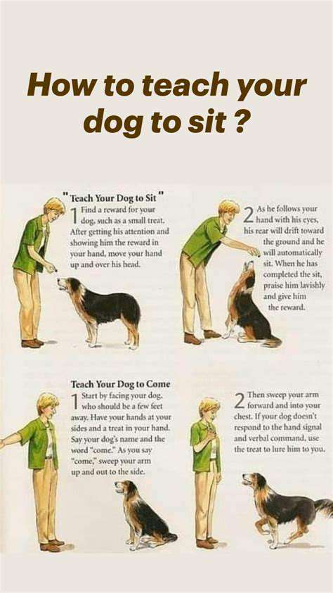TrainingYourDogtoSit