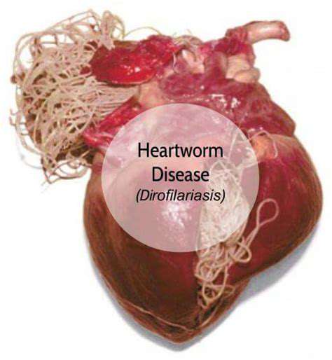 AdvancedHeartwormSymptomsandSeriousConcerns