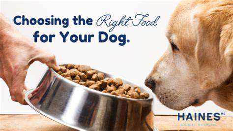 ChoosingtheRightDogFood:ACriticalAspectofCanineHealth