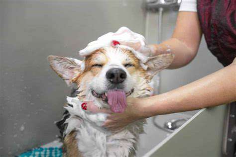 GroomingforaComfortableandHappyDog