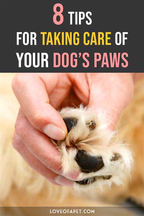 The safest way to trim your dog’s paw hair