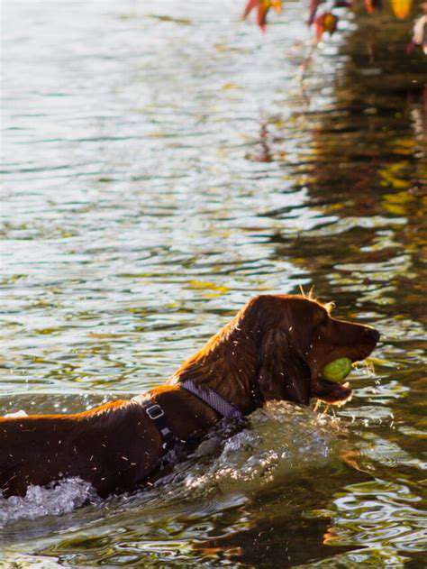 IntroducingYourDogtotheWaterGradually