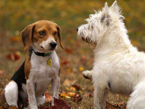 Long-TermBenefitsofaWell-SocializedDog
