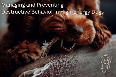 How to fix common behavioral issues in dogs