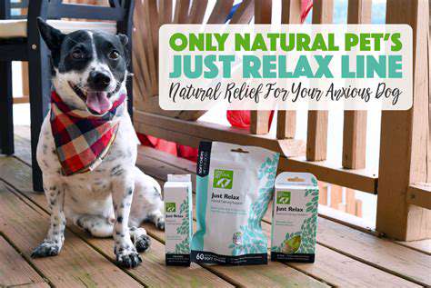 Calming products to help anxious dogs relax