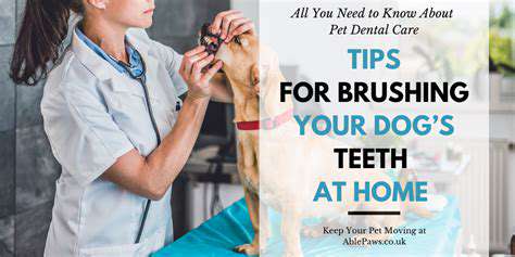 PreparingYourDogforBrushing