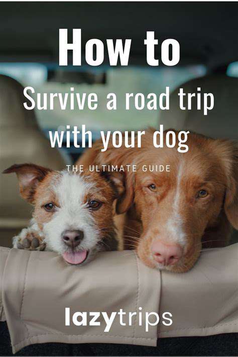 PreparingYourDogfortheTrip:Pre-TravelEssentials