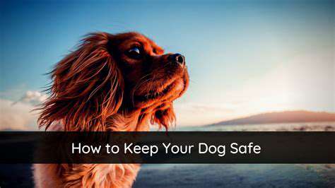 PreventionisKey:KeepingYourDogSafe
