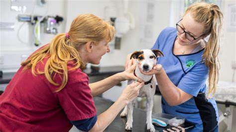 How to keep your dog’s teeth clean naturally