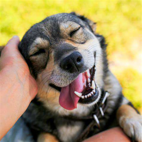 Signs your dog needs a bath immediately