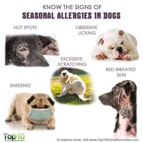RecognizingtheSignsofSeasonalChangesinDogs