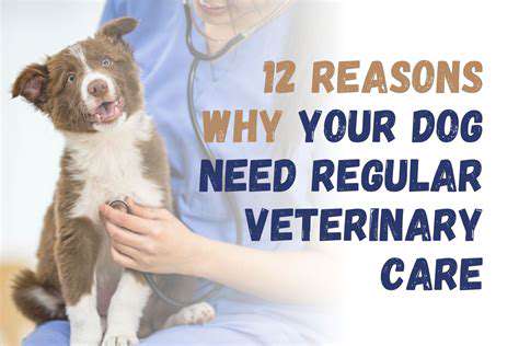 How to create a healthy lifestyle plan for your dog