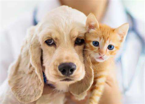 TheImportanceofRegularVeterinaryCheckups