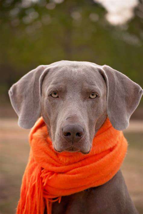 How to build trust with a rescue dog