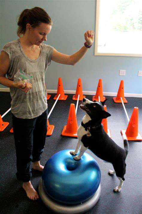AssessingYourSeniorDog'sPhysicalCapabilities