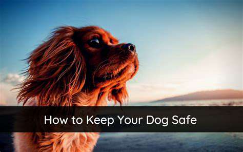 ComfortandContainment:KeepingYourDogSafeandSecure