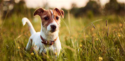 CreatingaSafeOutdoorEnvironmentforYourDog