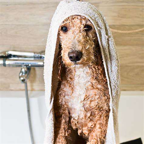 ProfessionalGrooming:WhentoSeekHelp