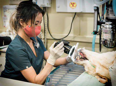 Veterinarian