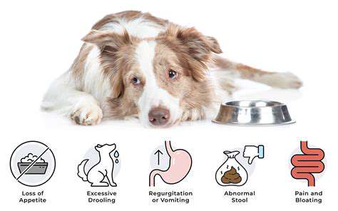 The benefits of probiotics for your dog’s digestive health