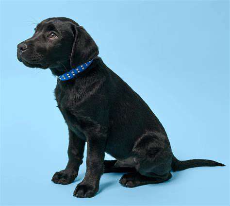 PreventingFutureIncidents:ProactiveMeasuresforYourDog