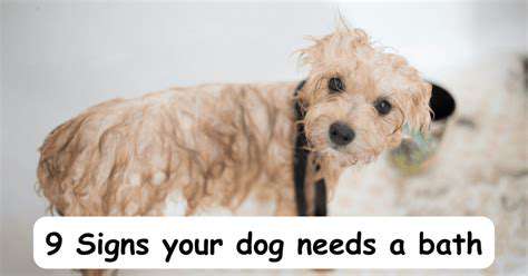 SignsThatYourPuppyNeedsaBath